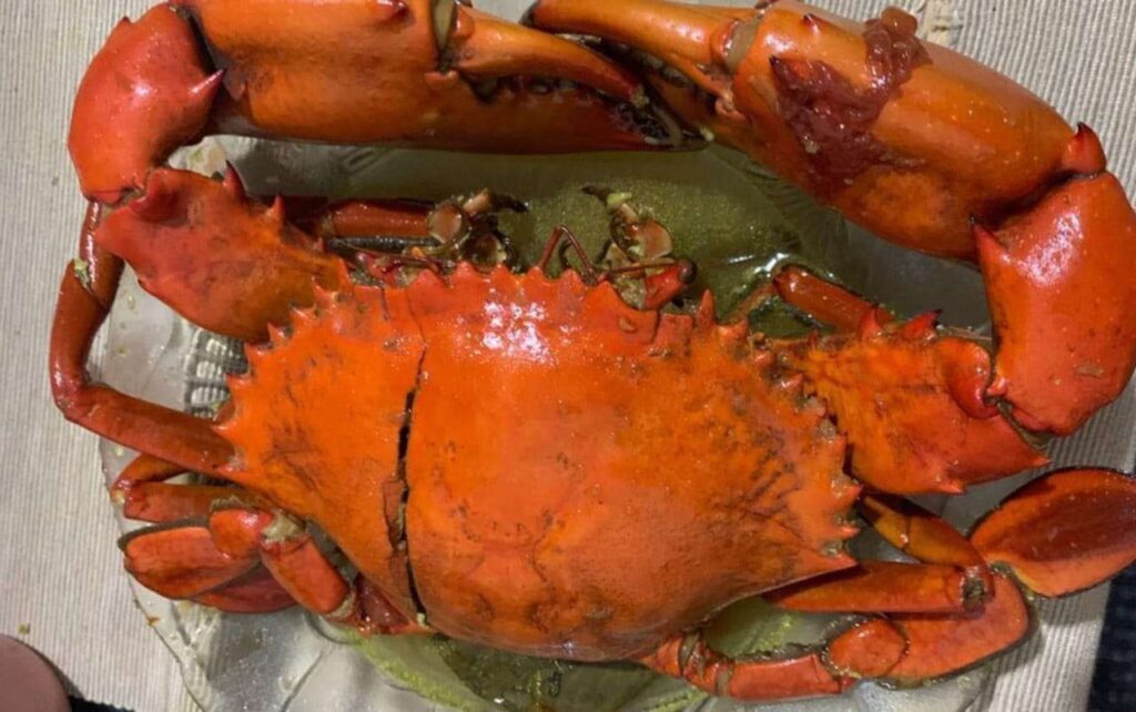 Jangan Cuma Enak! Ternyata Manfaat Kepiting untuk Kesehatan Banyak Banget dan Jarang Disadari!