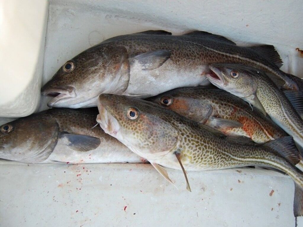 Rendah Kalori Tapi Kaya Nutrisi! Ini Manfaat Ikan Kod yang Jarang Diketahui